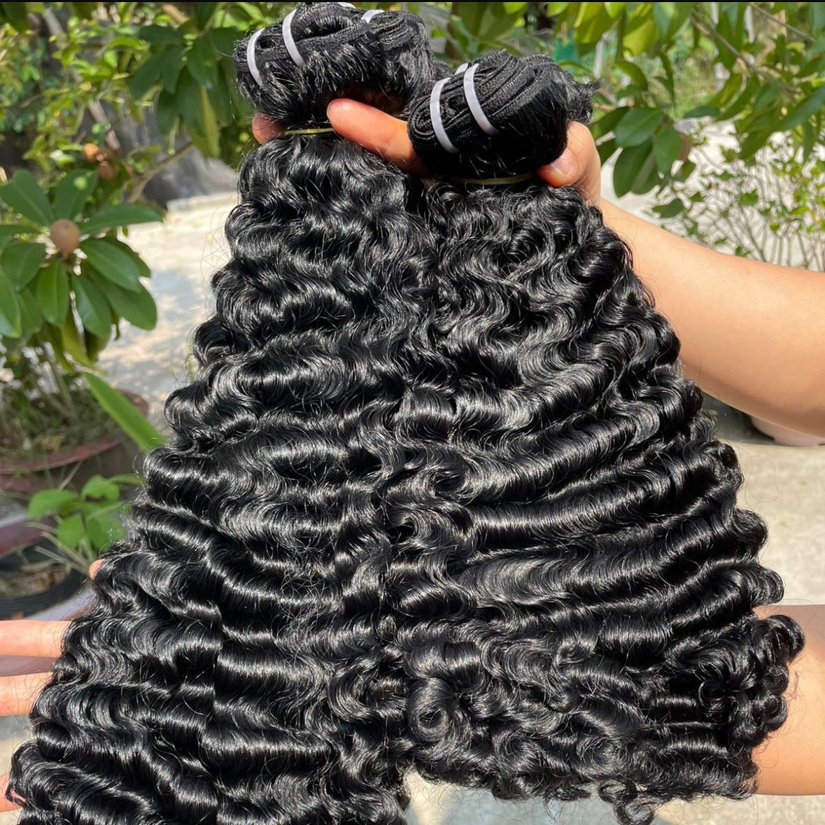 “Burmese Curly “Pre Order